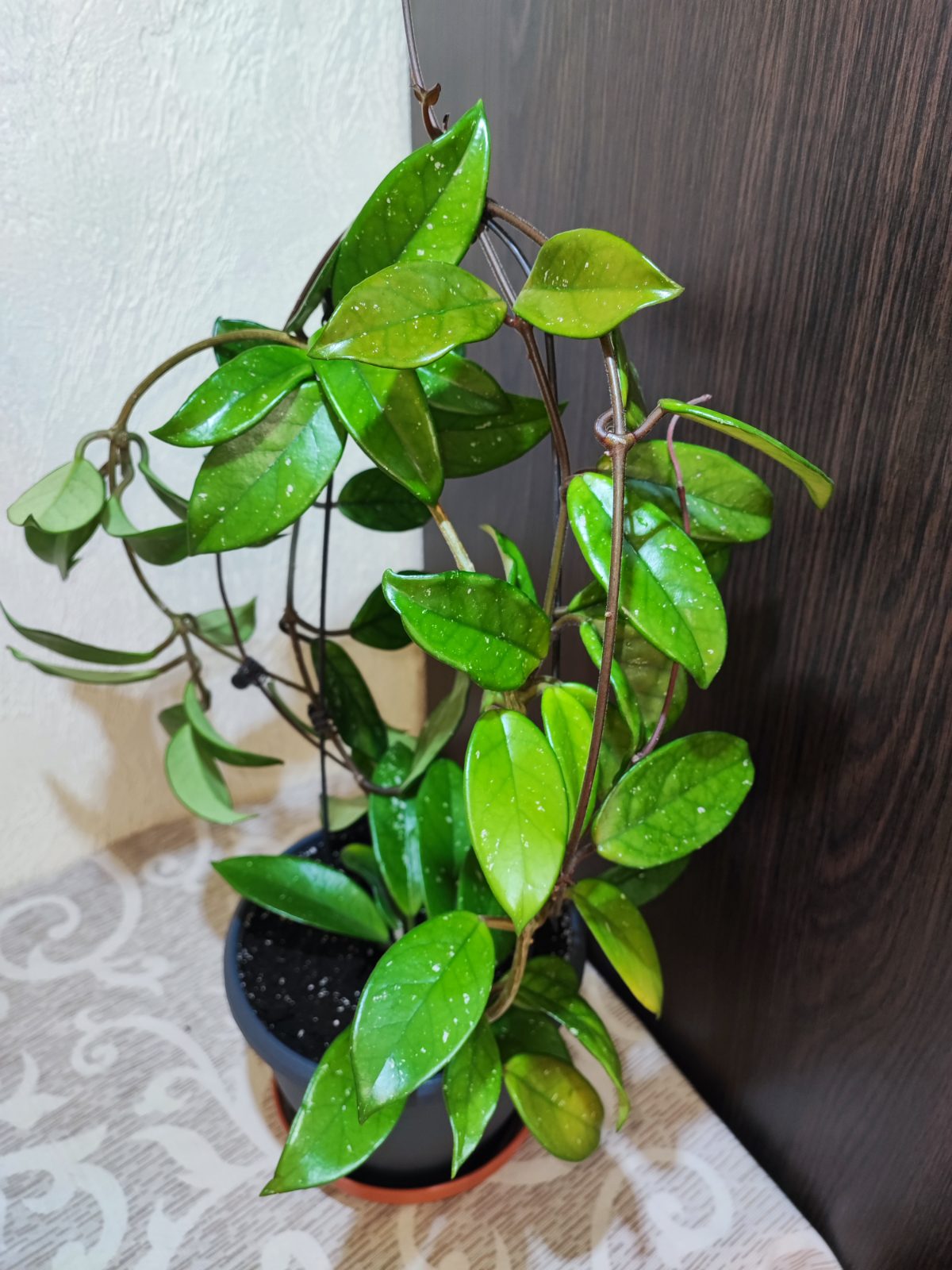 🌿 Хойя карноза (hoya carnosa)