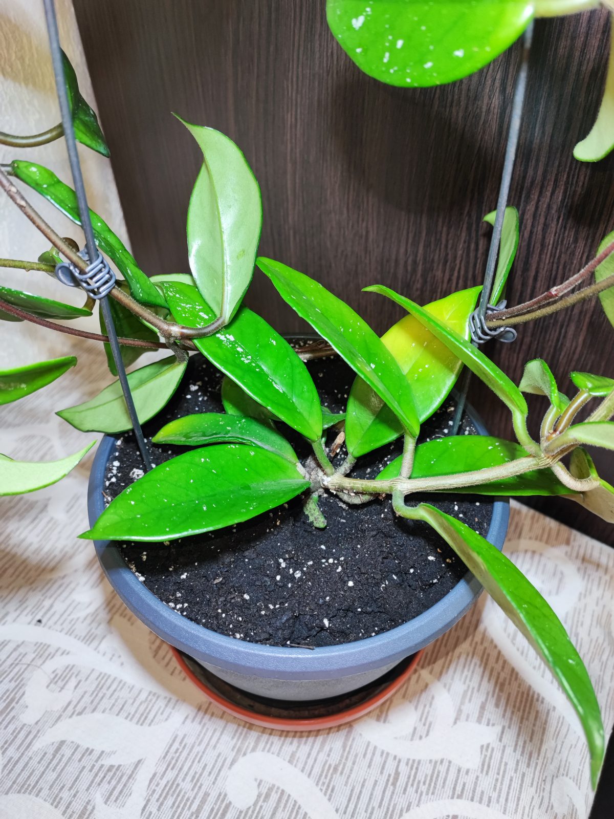 🌿 Хойя карноза (hoya carnosa)
