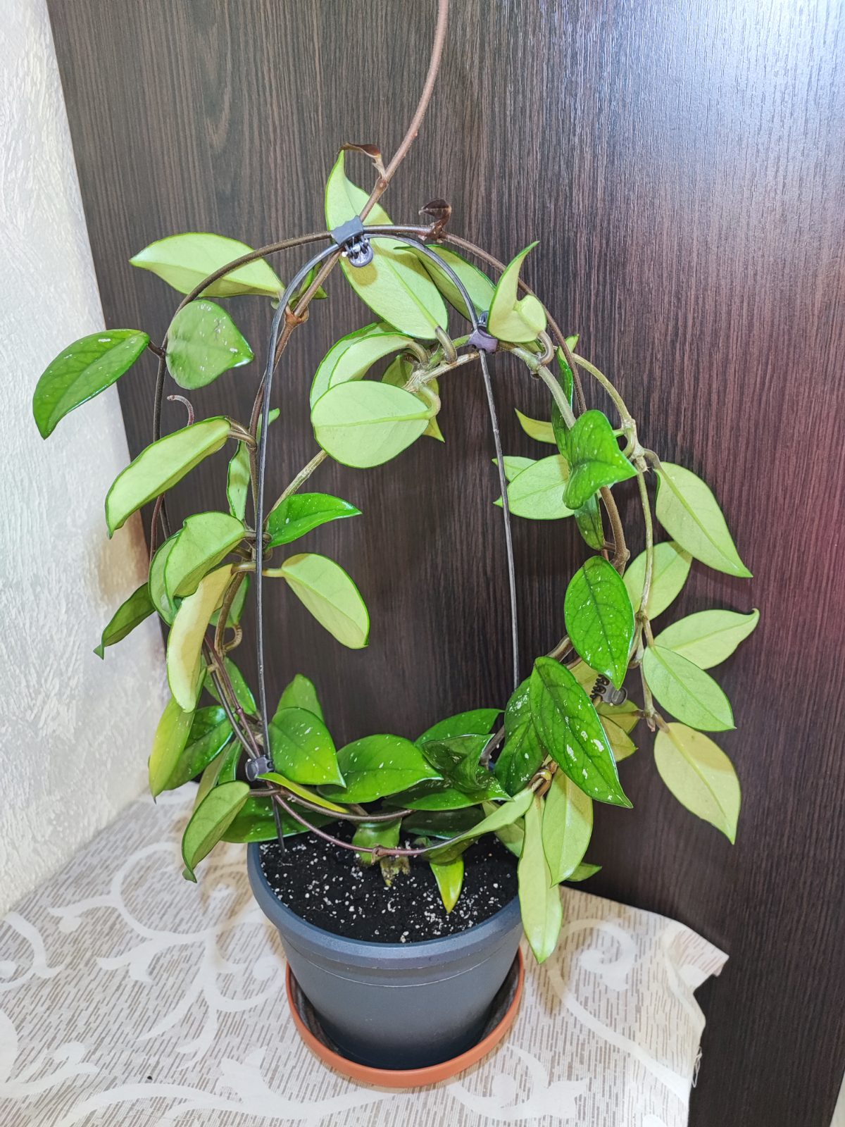 🌿 Хойя карноза (hoya carnosa)