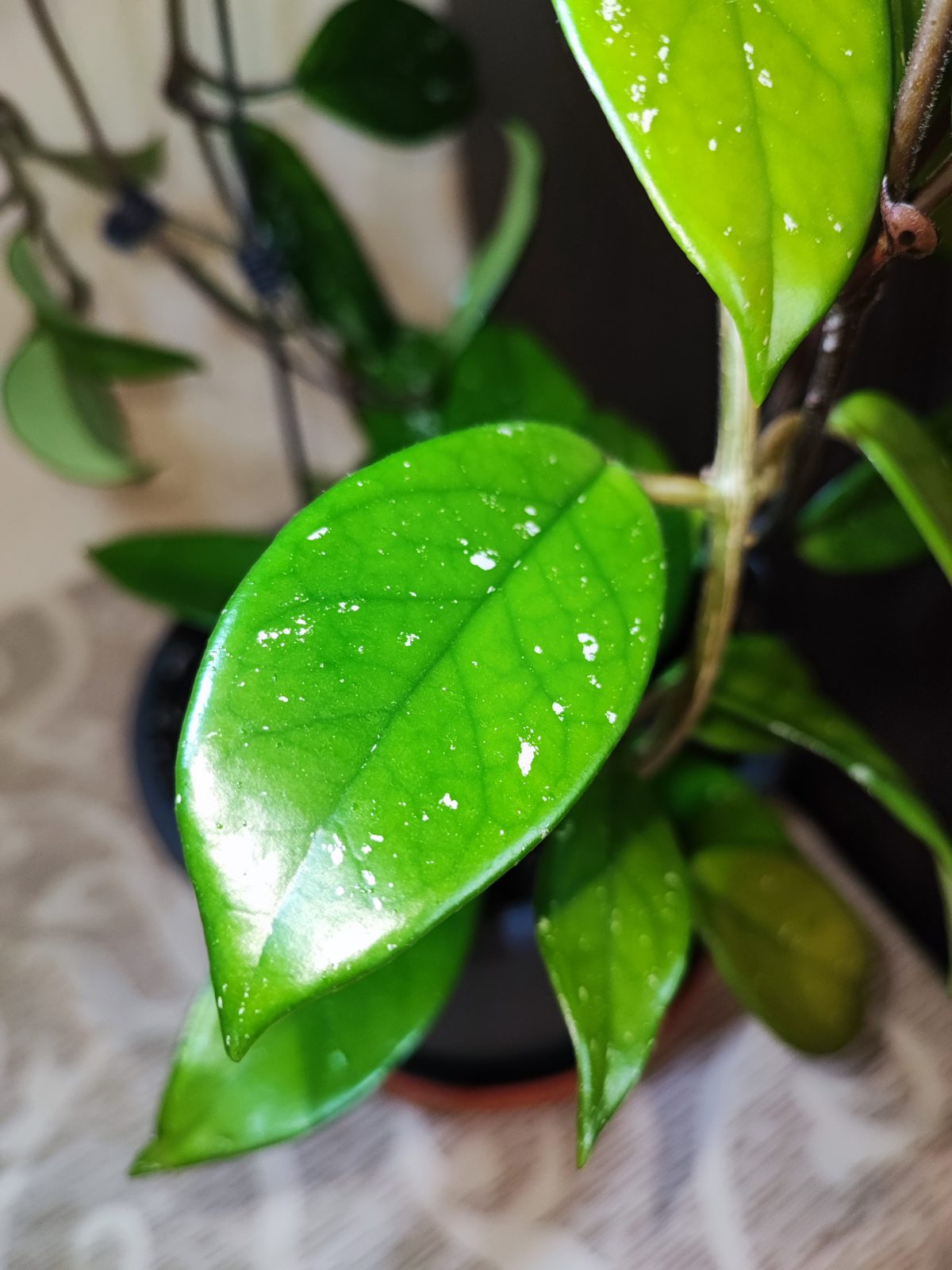 🌿 Хойя карноза (hoya carnosa)