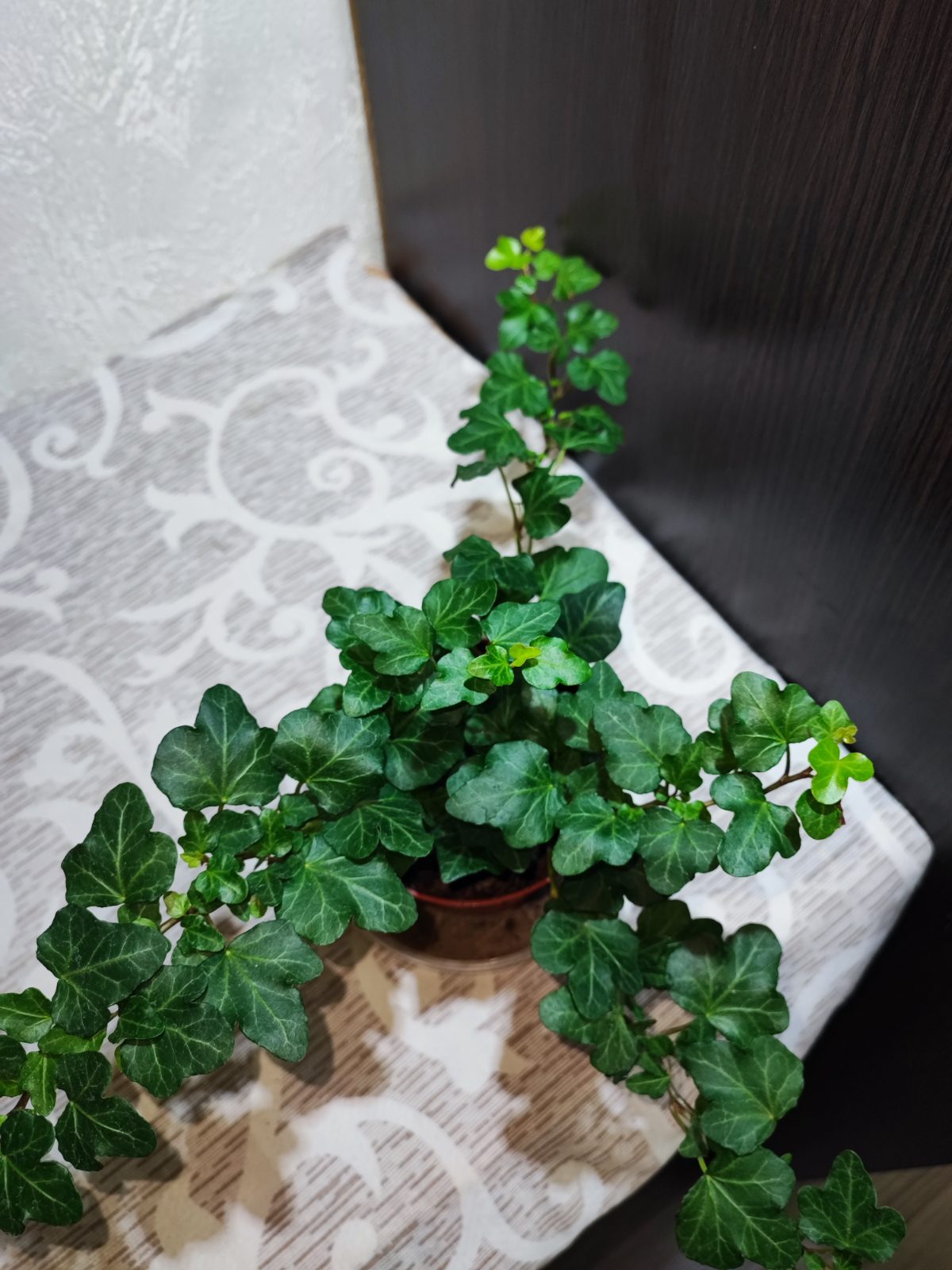 Плющ