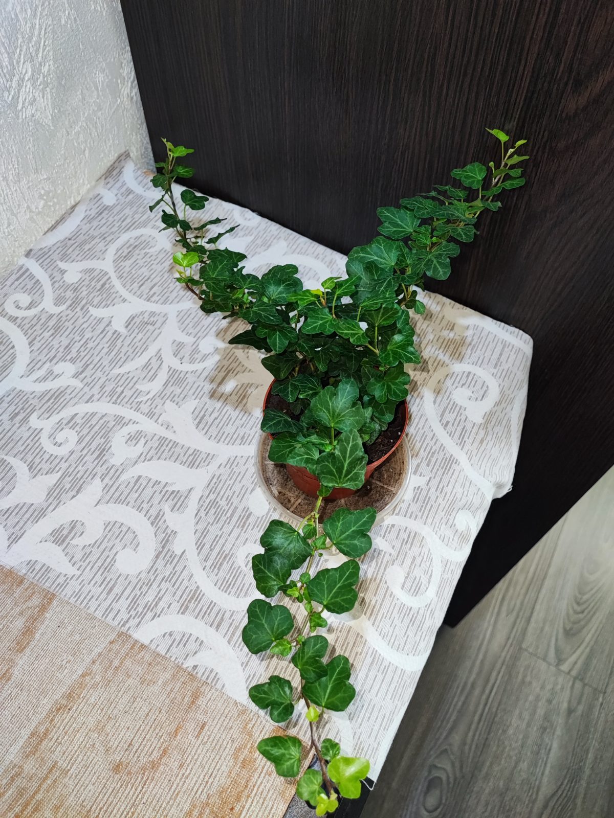 Плющ