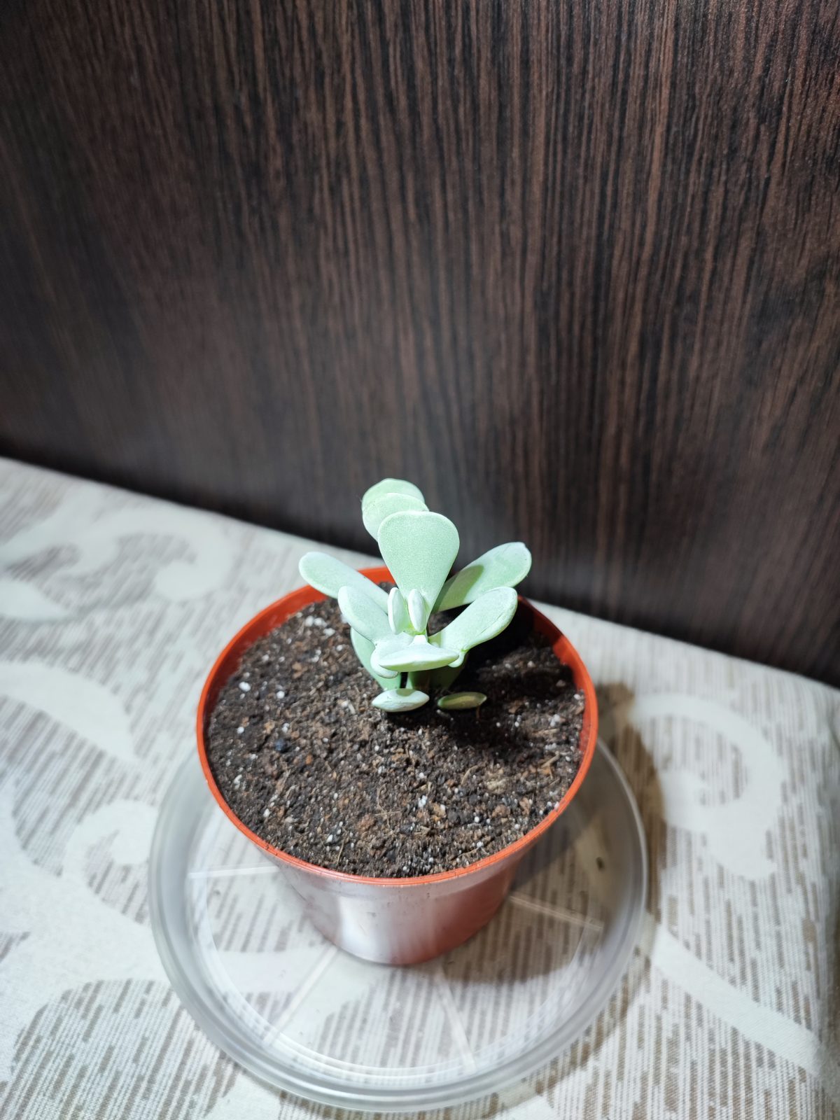Котиледон орбікулата (cotyledon orbiculata)