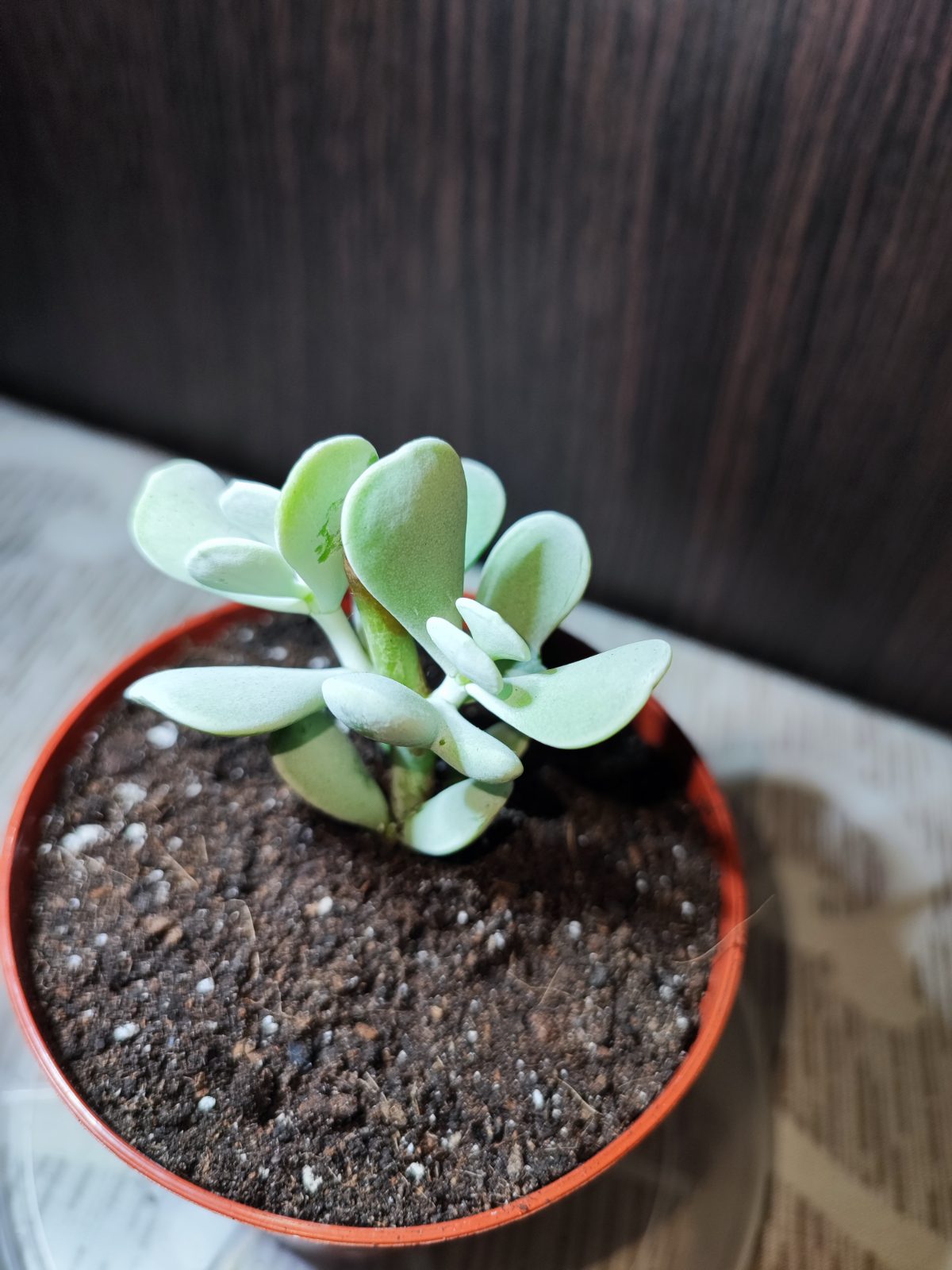 Котиледон орбікулата (cotyledon orbiculata)