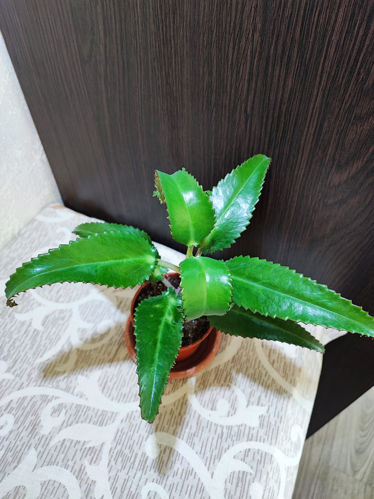 Каланхое