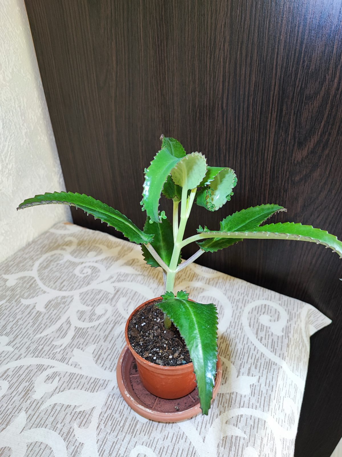 Каланхое