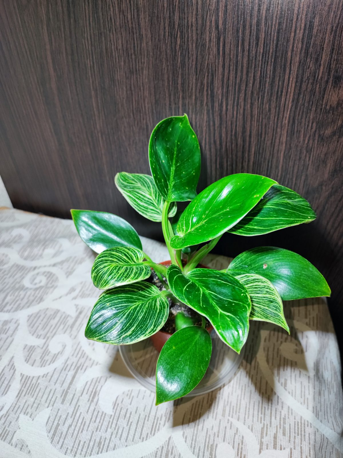 Філодендрон Біркін (philodendron birkin)