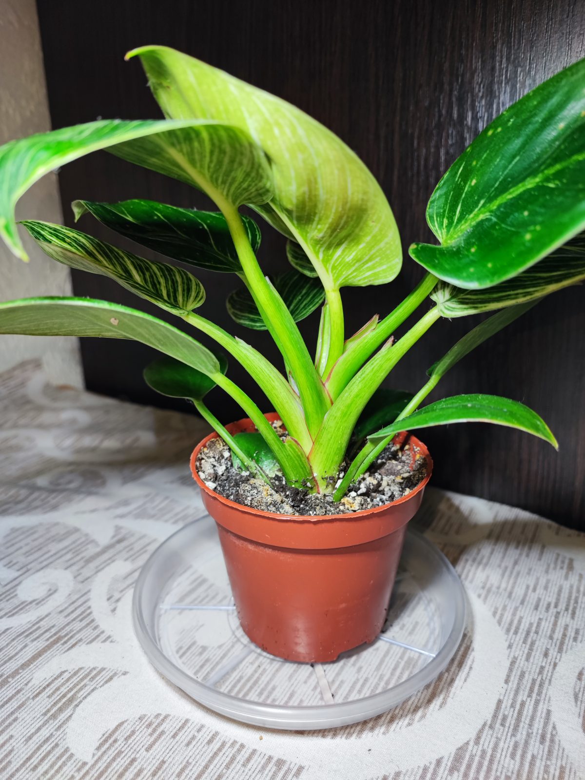 Філодендрон Біркін (philodendron birkin)