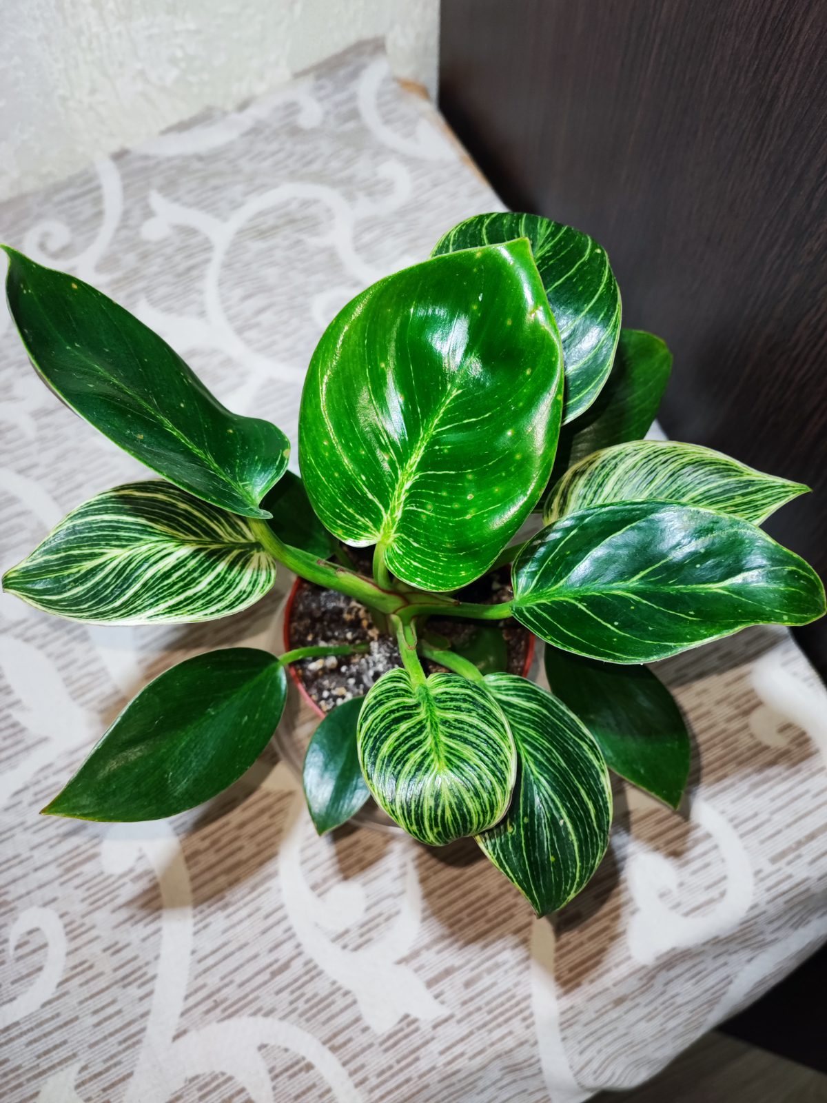Філодендрон Біркін (philodendron birkin)
