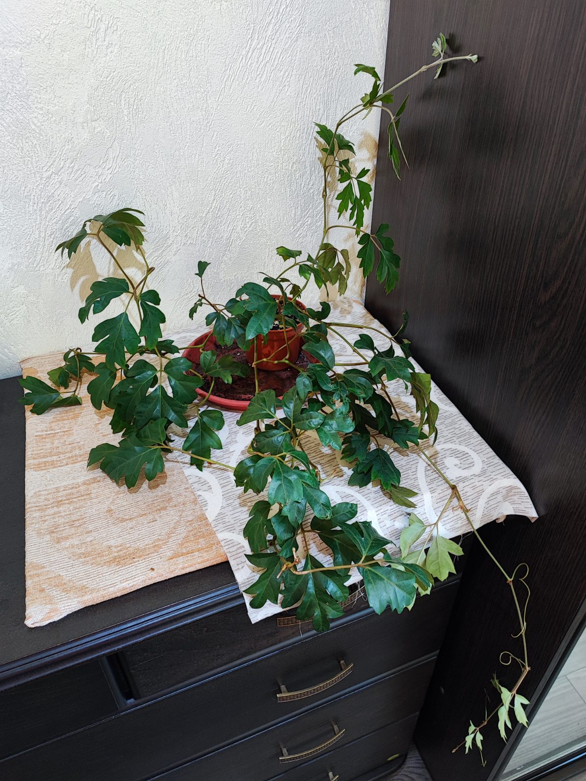 Цисус ромболистий (cissus alata ellen danica)