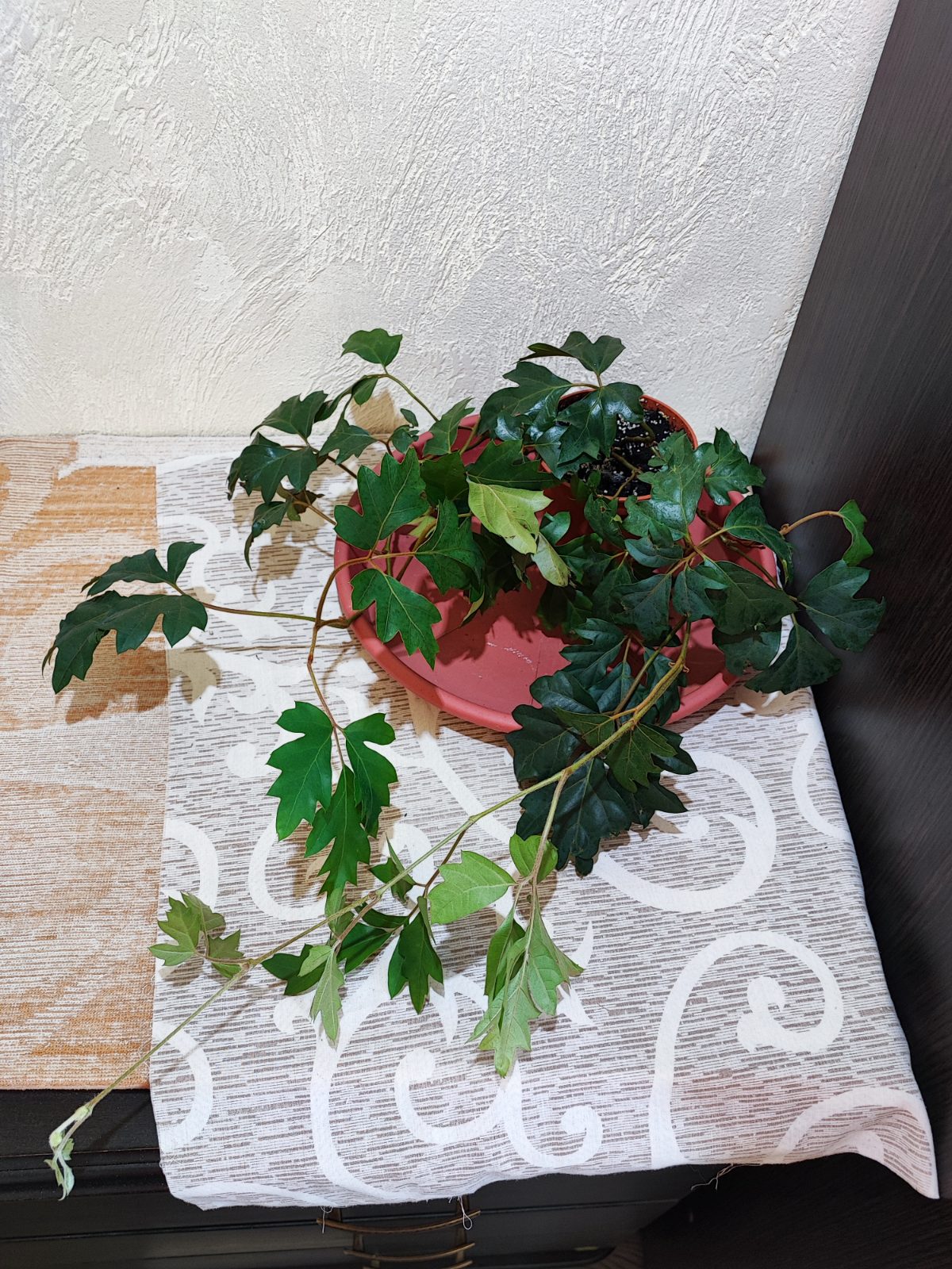 Цисус ромболистий (cissus alata ellen danica)