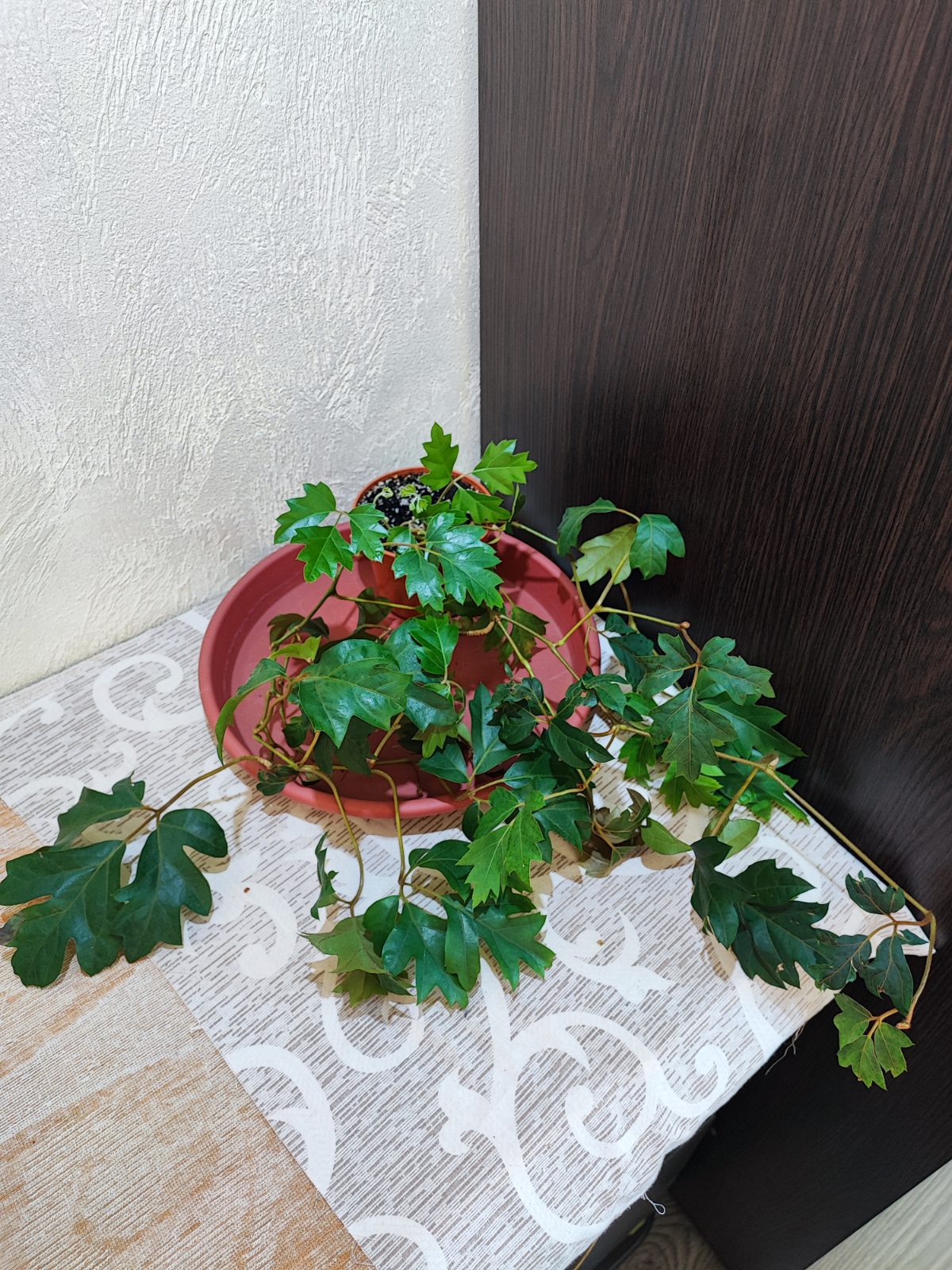 Цисус ромболистий (cissus alata ellen danica)