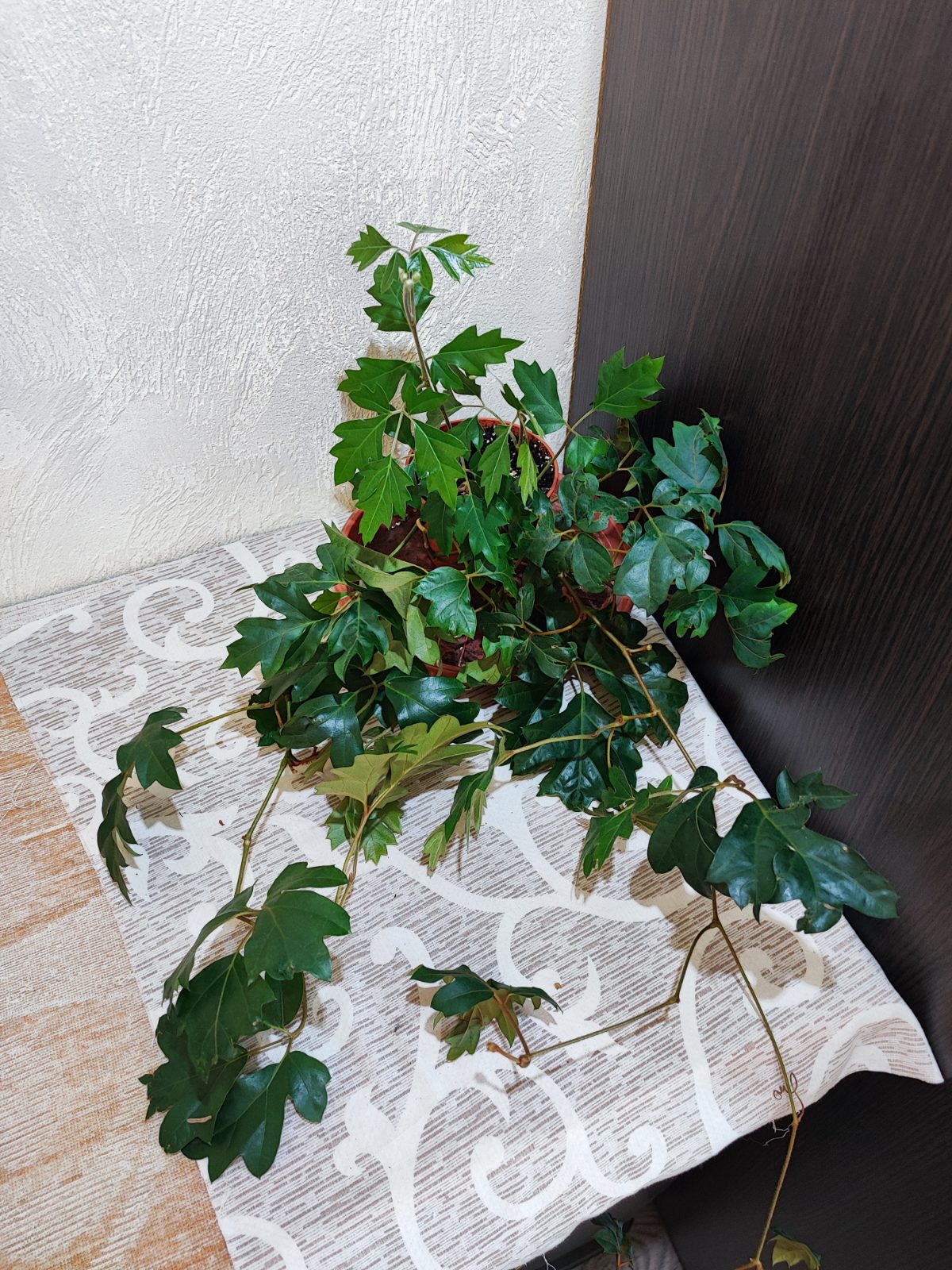 Цисус ромболистий (cissus alata ellen danica)