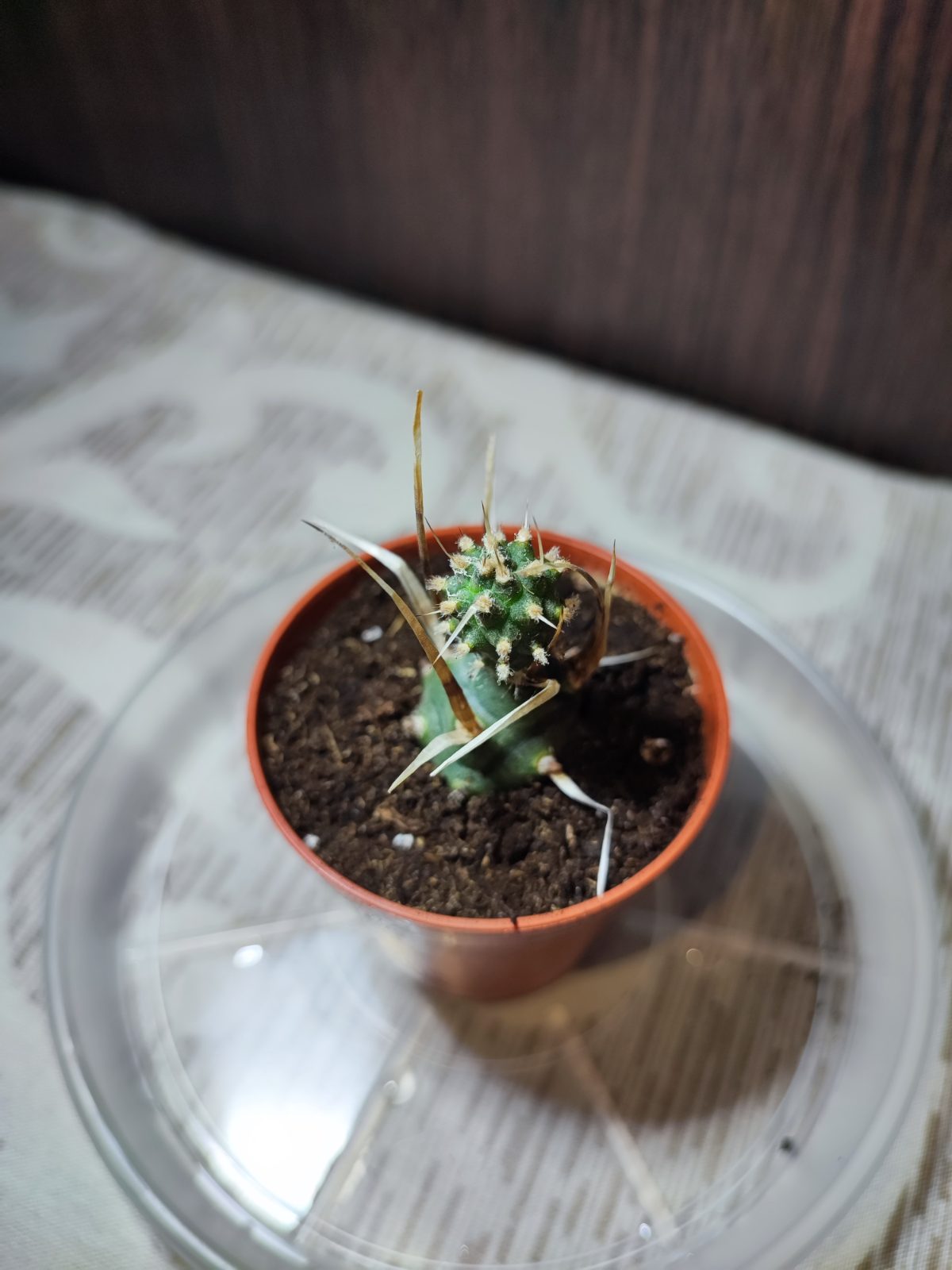 Тефрокактус артикулатус (tephrocactus articulatus)