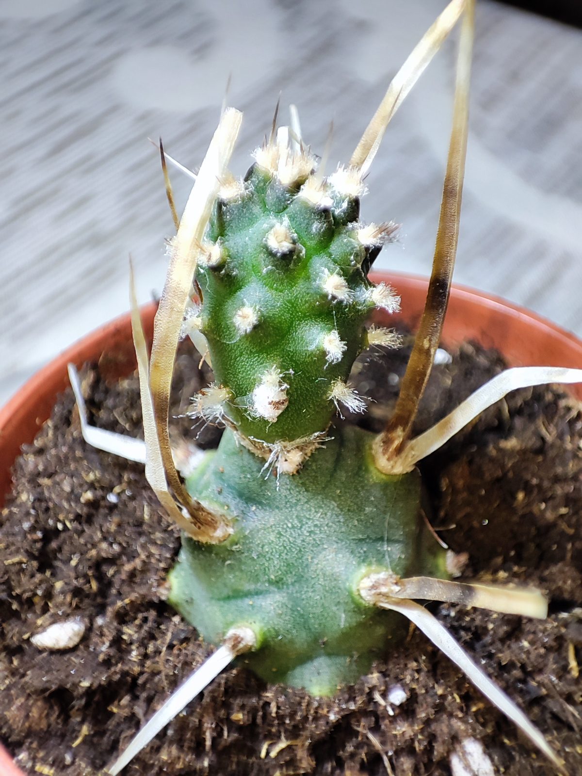 Тефрокактус артикулатус (tephrocactus articulatus)