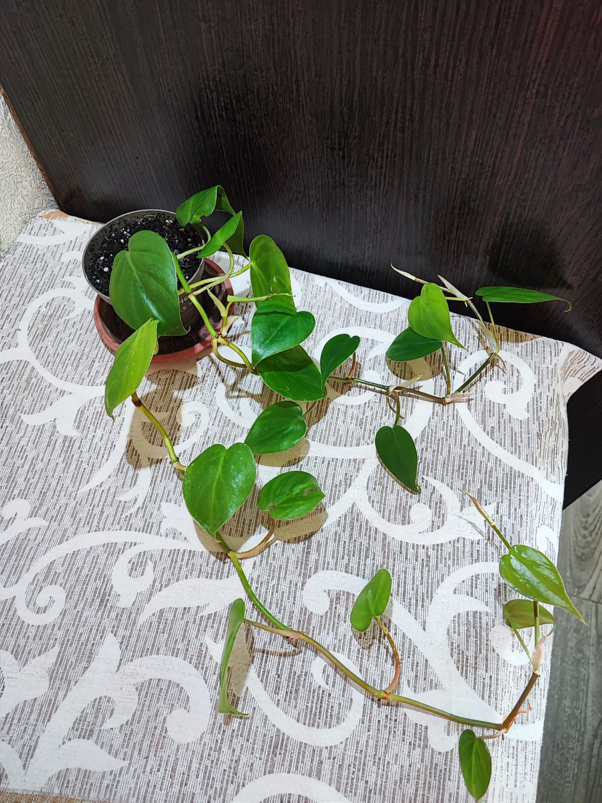 Філодендрон серцеподібний (philodendron hederaceum)