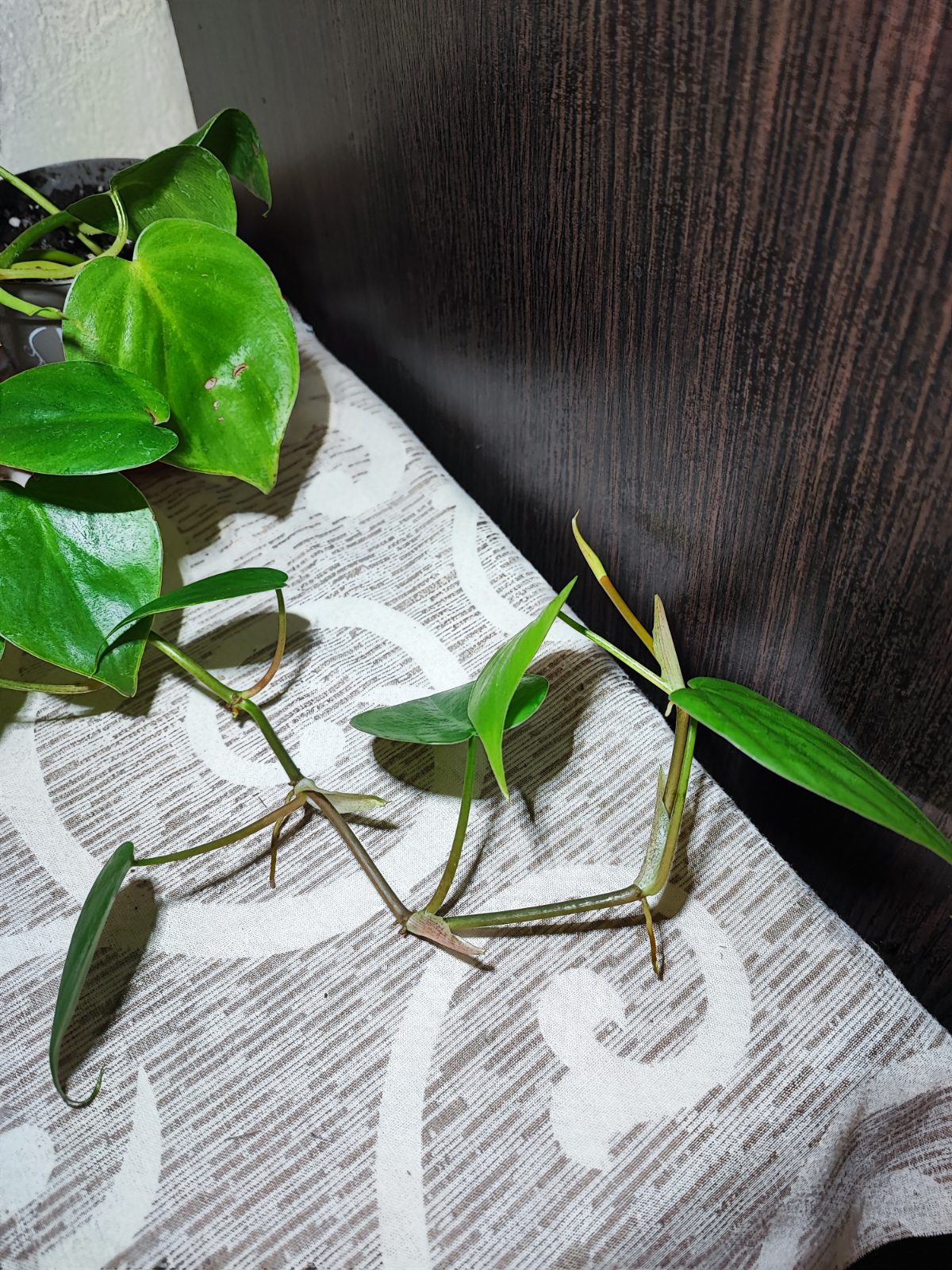 Філодендрон серцеподібний (philodendron hederaceum)
