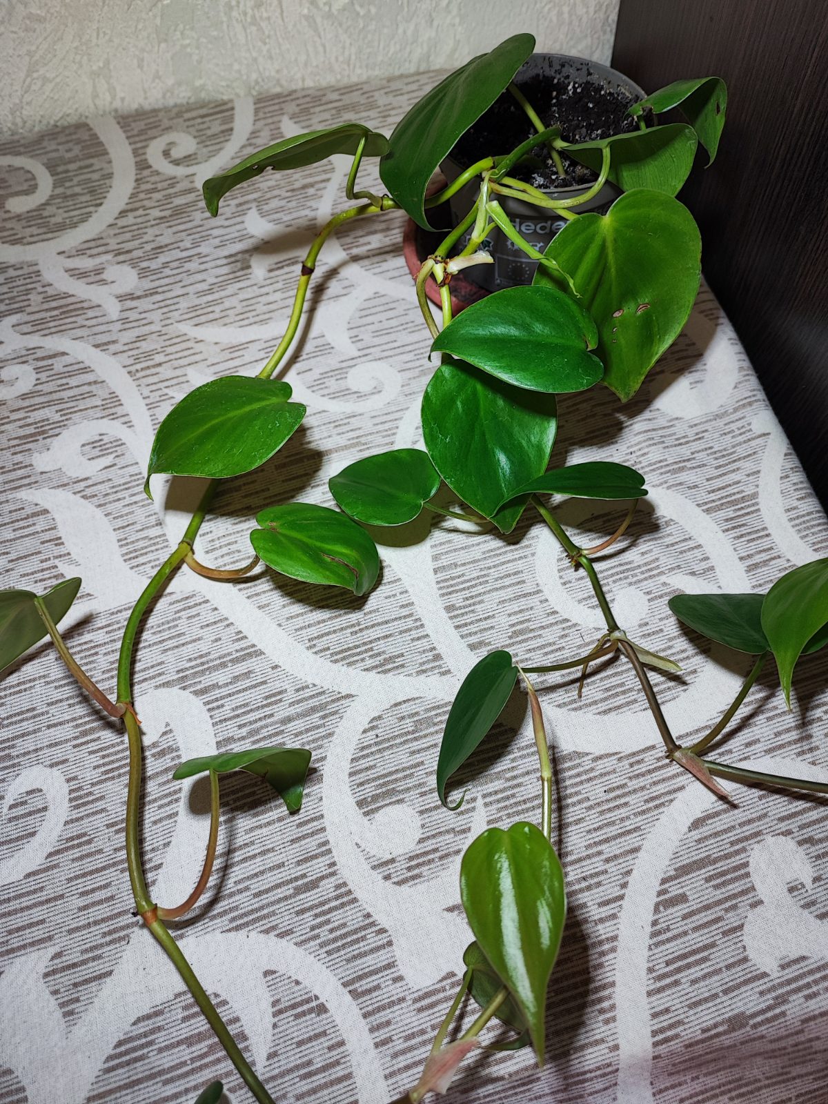 Філодендрон серцеподібний (philodendron hederaceum)