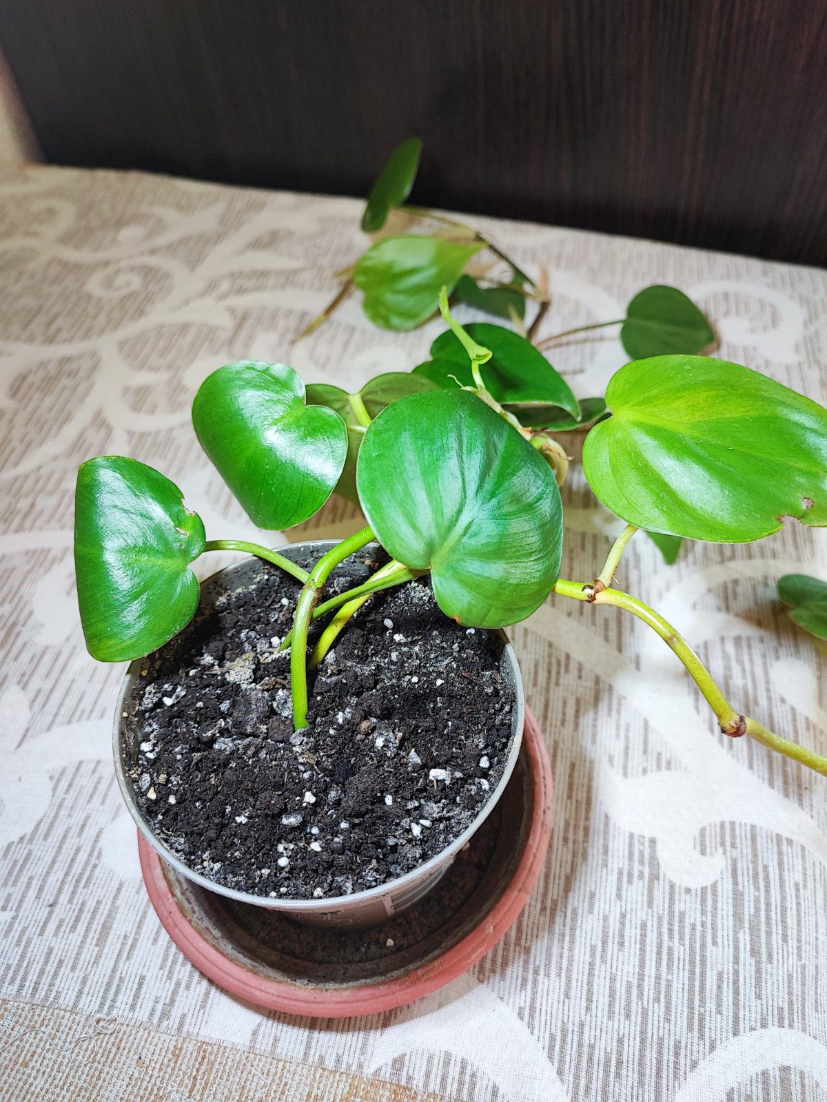 Філодендрон серцеподібний (philodendron hederaceum)