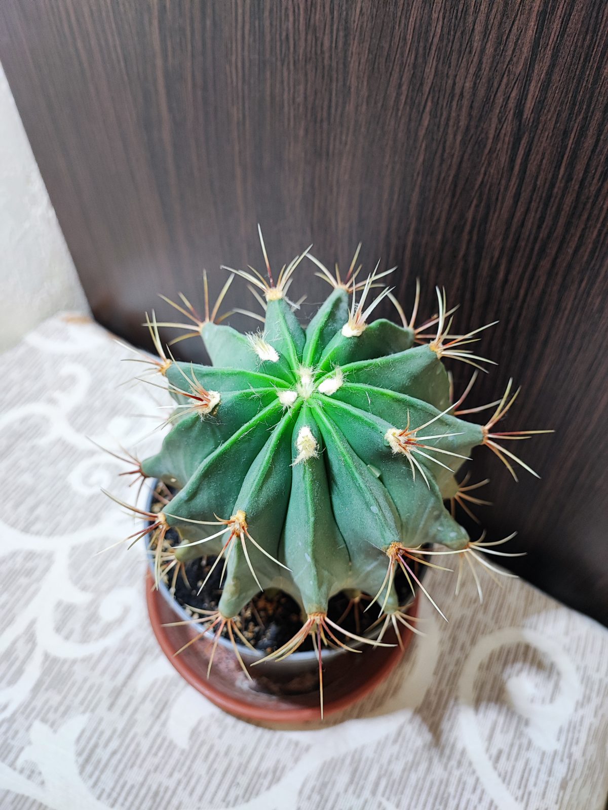 Кактус (ferocactus)