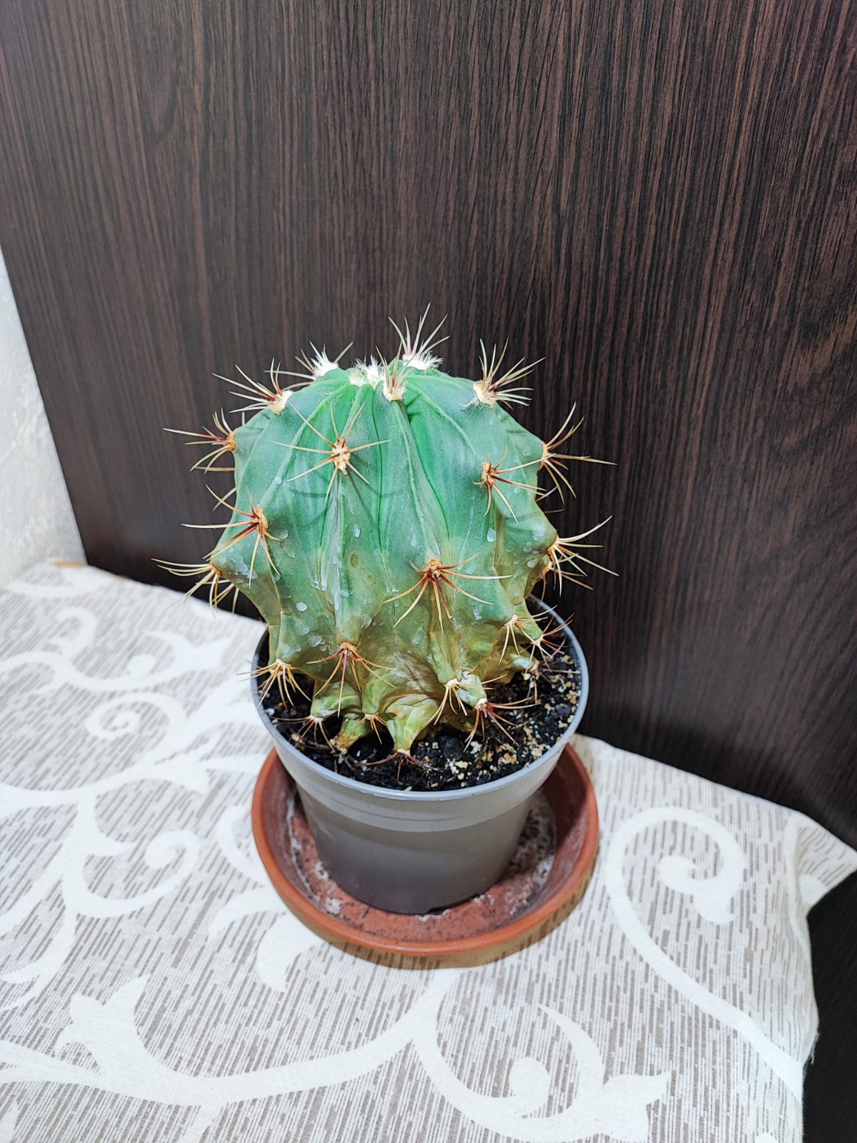 Кактус (ferocactus)