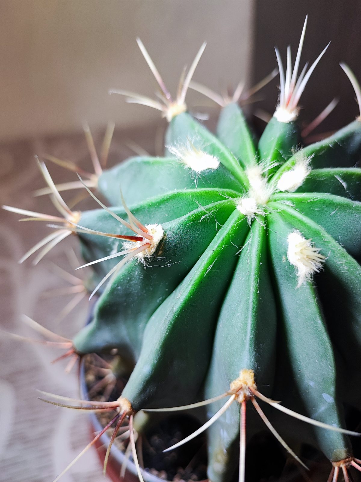 Кактус (ferocactus)