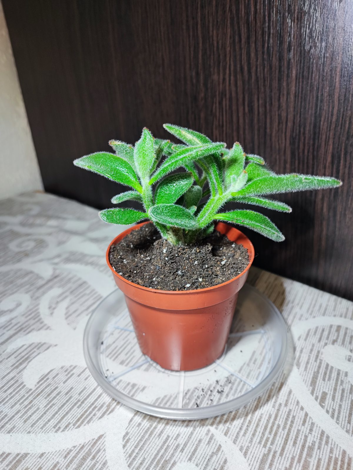 Каланхое