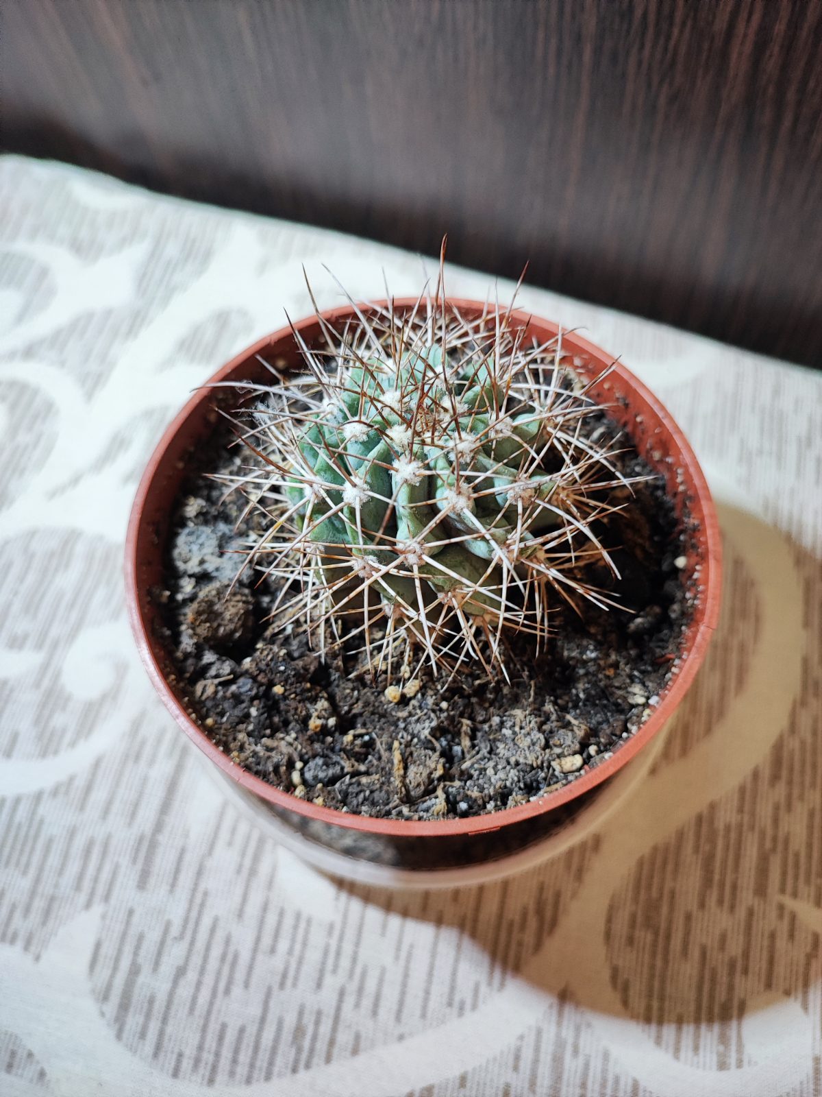 Кактус