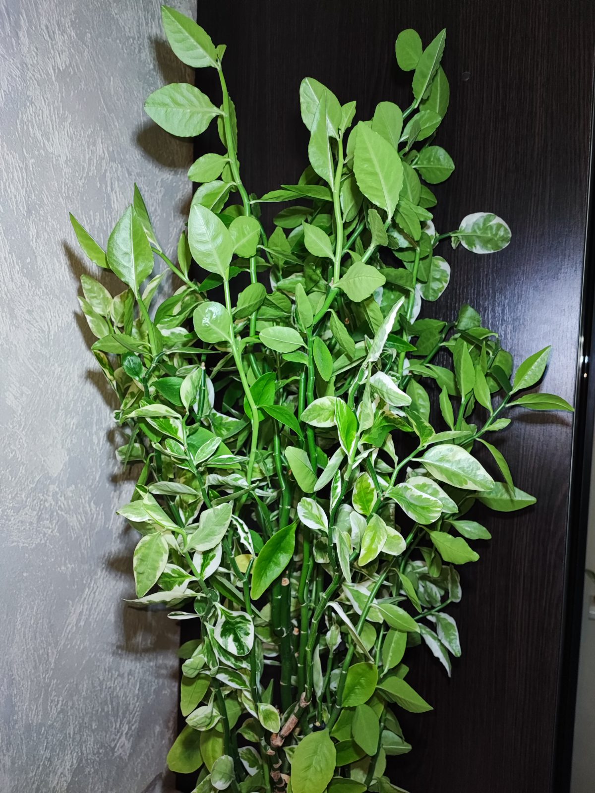 Педілантус (pedilanthus tithymaloides variegatus)