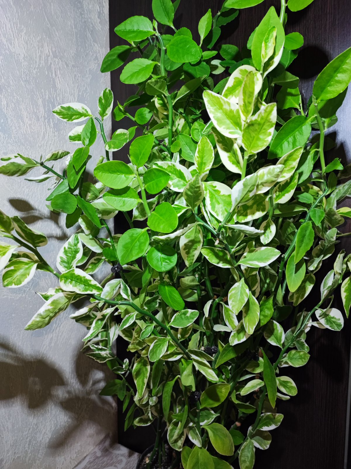 Педілантус (pedilanthus tithymaloides variegatus)