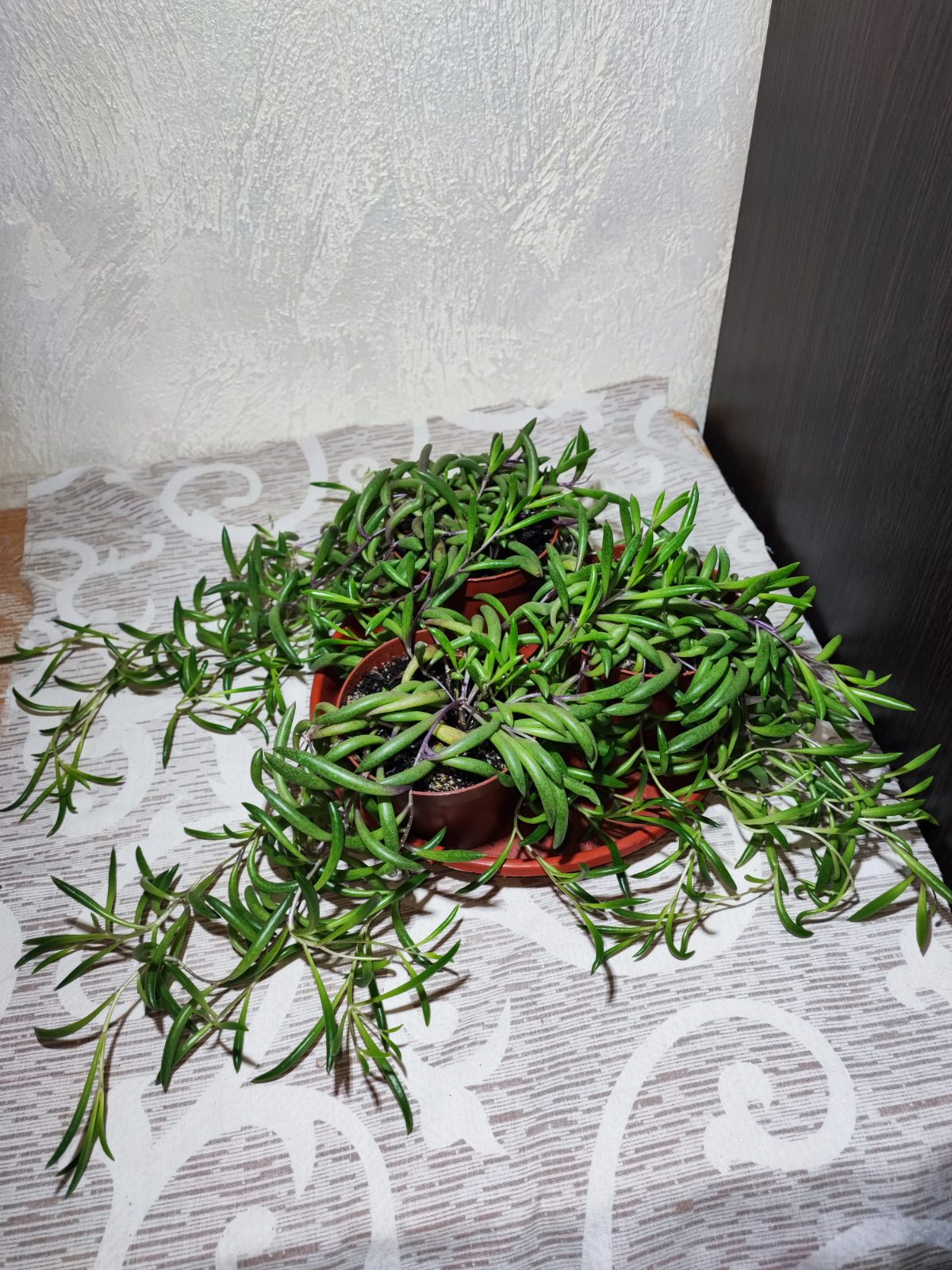 Оттона капська (crassothonna capensis)