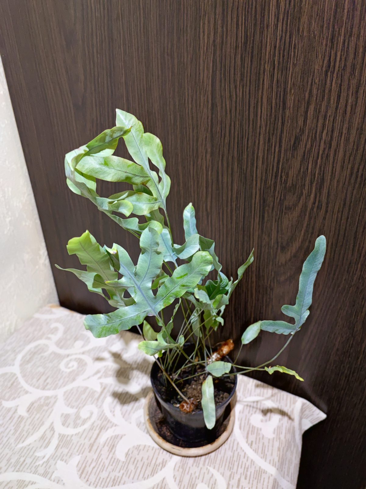 Флебодіум золотистий Блю Стар (phlebodium aureum 'blue star')