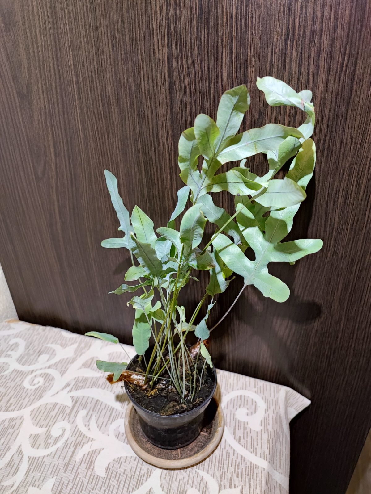 Флебодіум золотистий Блю Стар (phlebodium aureum 'blue star')
