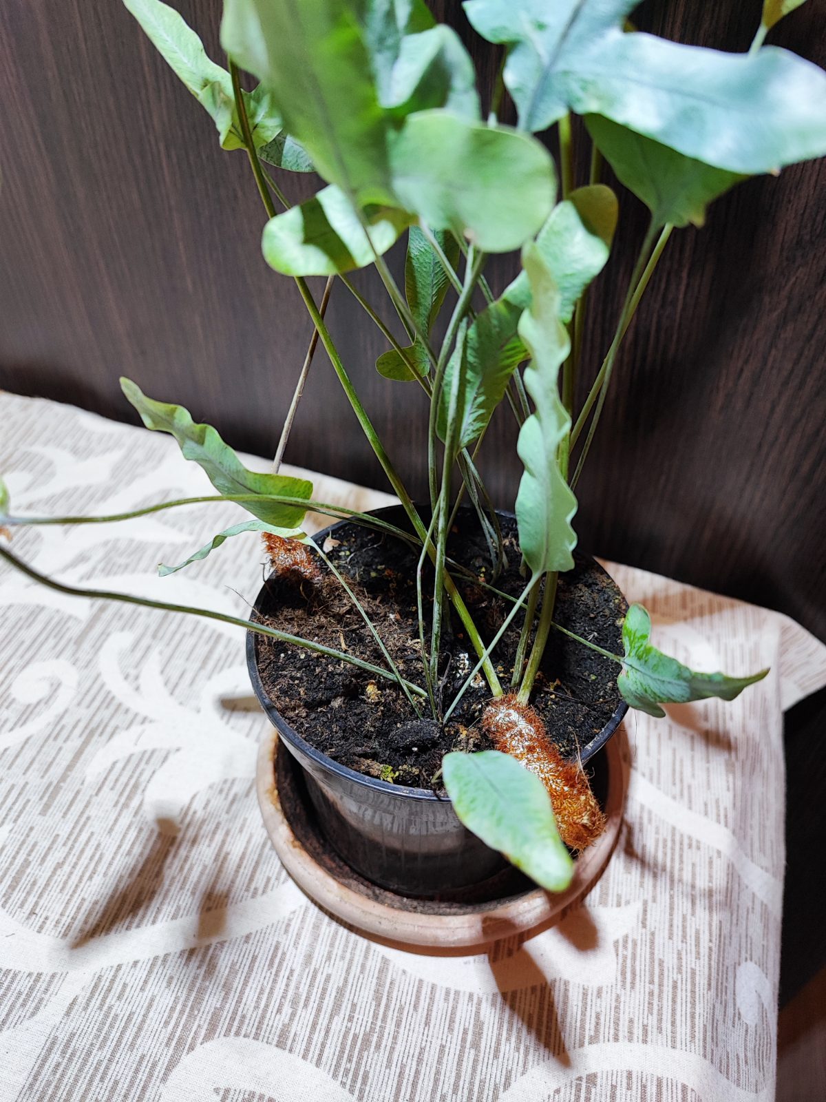 Флебодіум золотистий Блю Стар (phlebodium aureum 'blue star')